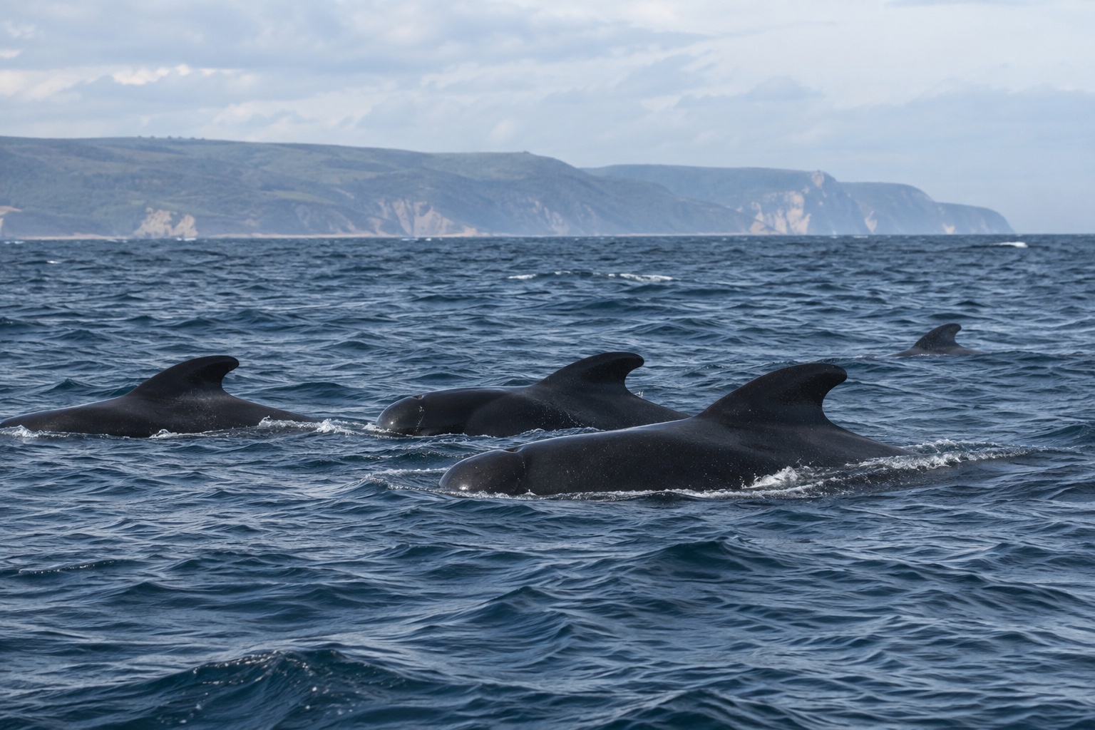 a Pleasant Bay whale-watching photograph
